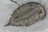 Dalmanites Trilobite Fossil - New York #99080-5